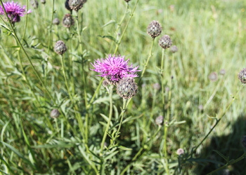 Skabiosen-Flockenblume (Centaurea scabiosa) - © Philipp Sengl
